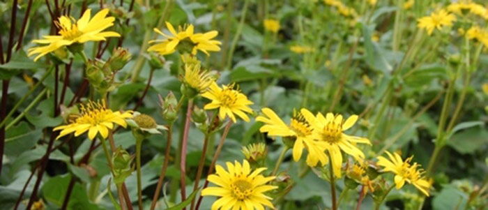 Durchwachsene Silphie (Silphium perfoliatum)